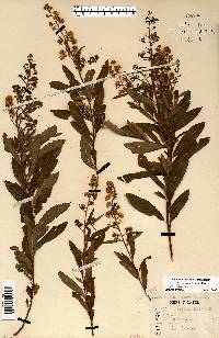 Spiraea alba image