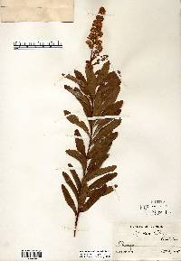 Spiraea alba image