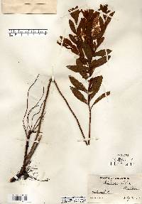 Spiraea alba image