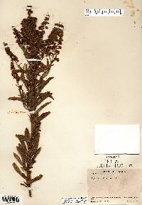 Spiraea alba image