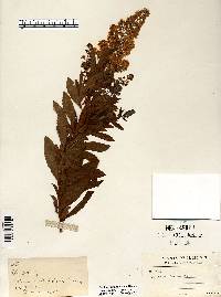 Spiraea alba image