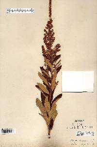 Spiraea tomentosa image