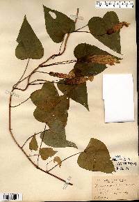 Ipomoea pandurata image