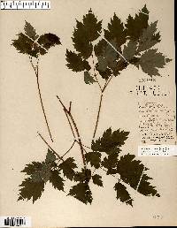 Actaea rubra image