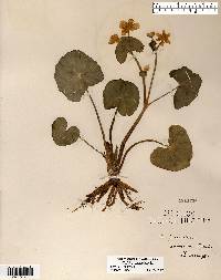 Caltha palustris image