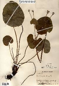 Caltha palustris image