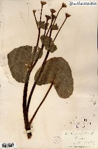 Caltha palustris image