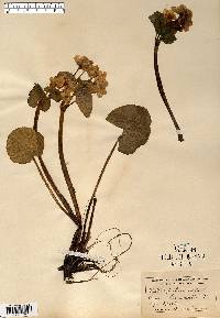 Caltha palustris image