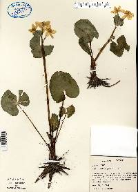 Caltha palustris image