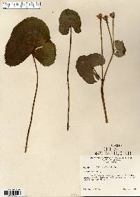 Caltha palustris image