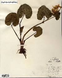 Caltha palustris image