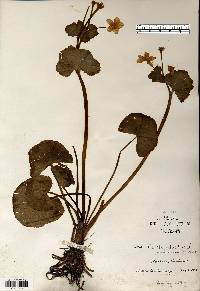 Caltha palustris image