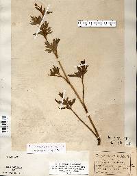 Ranunculus pensylvanicus image