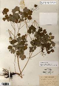 Thalictrum dioicum image