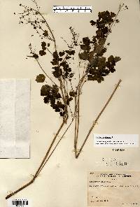 Thalictrum dioicum image