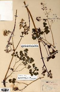 Thalictrum dioicum image