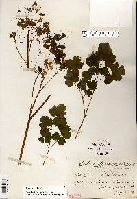 Thalictrum dioicum image