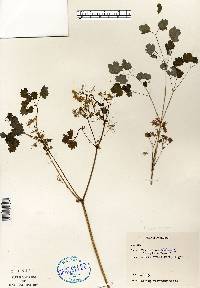 Thalictrum dioicum image