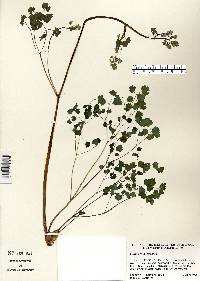 Thalictrum dioicum image