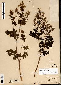 Thalictrum amphibolum image