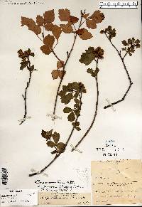 Rhus aromatica var. arenaria image