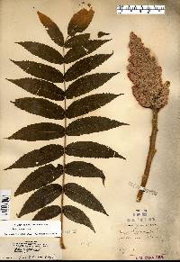 Rhus typhina image