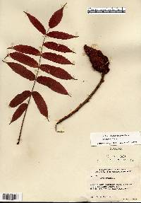 Rhus typhina image