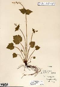 Mitella diphylla image