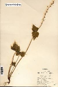 Mitella diphylla image