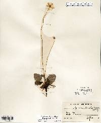 Parnassia glauca image