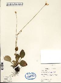 Parnassia glauca image