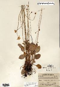 Parnassia glauca image