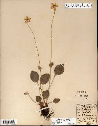 Parnassia glauca image