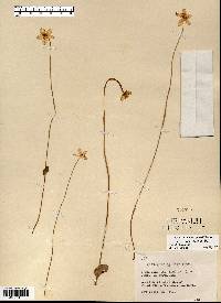 Parnassia glauca image