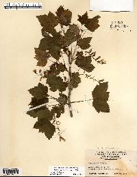 Ribes americanum image