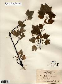 Ribes americanum image