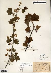 Ribes americanum image