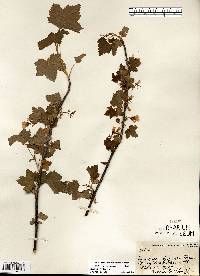 Ribes americanum image