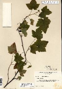 Ribes americanum image