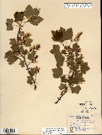 Ribes americanum image