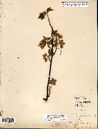 Ribes americanum image