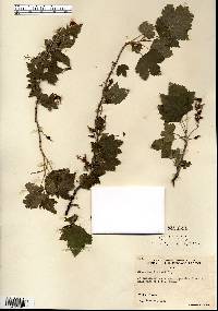 Ribes americanum image