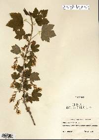 Ribes americanum image