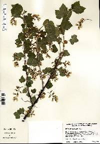 Ribes americanum image