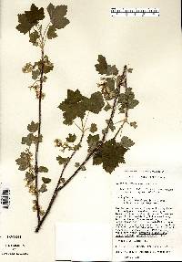 Ribes americanum image