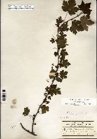 Ribes cynosbati image