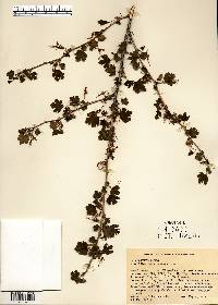 Ribes missouriense image