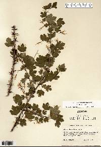 Ribes missouriense image