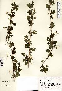 Ribes missouriense image