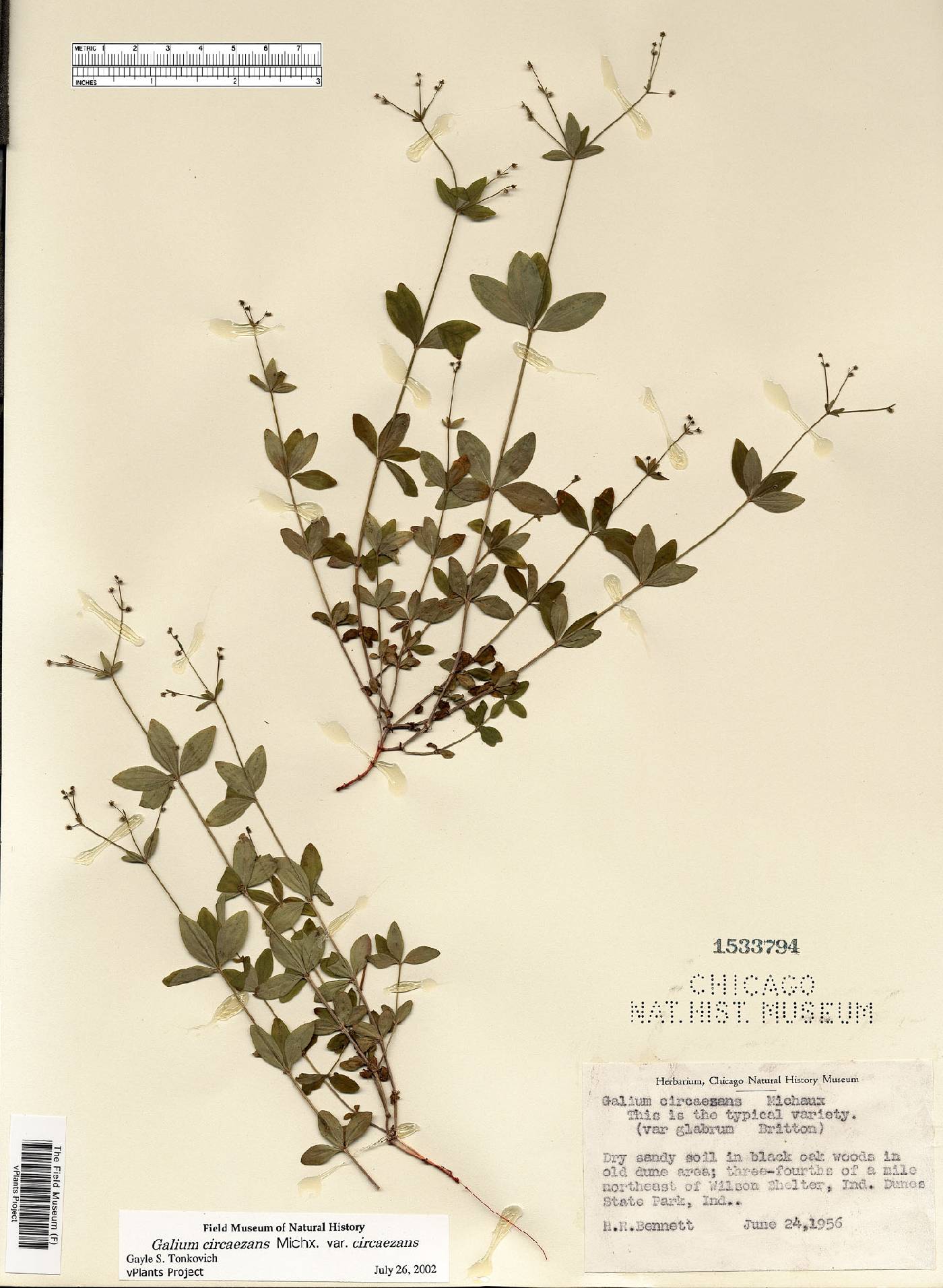 Galium circaezans var. circaezans image